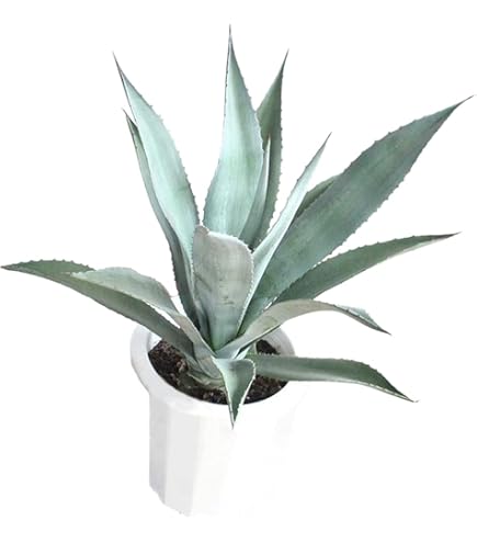 Amazon｜アガベ リュウゼツラン アメリカーナ アオノリュウゼツラン